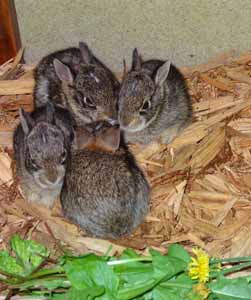 Baby Bunnies<br />Photo by MEhresman/IWC